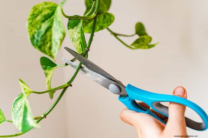 Propagating Pothos: 6 Easy Methods to Grow New Plants