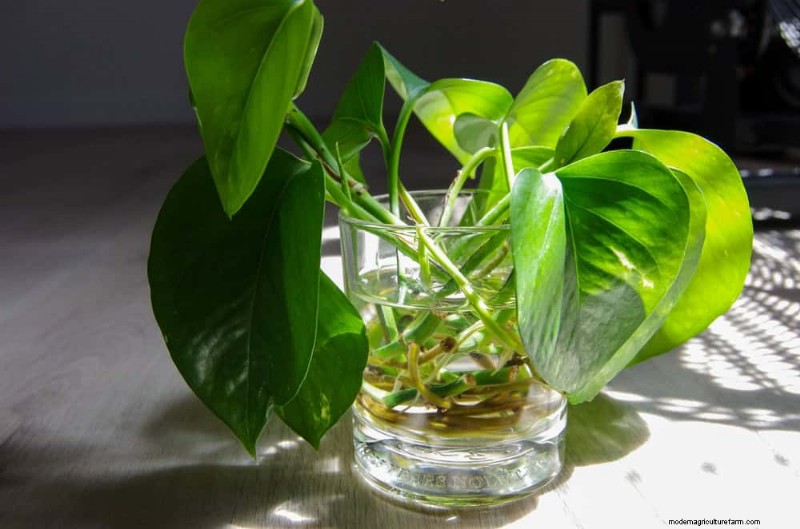 Propagating Pothos: 6 Easy Methods to Grow New Plants