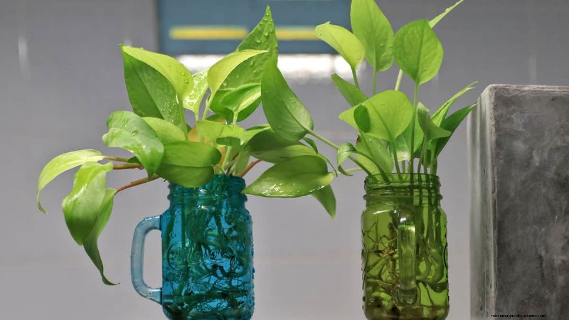Propagating Pothos: 6 Easy Methods to Grow New Plants
