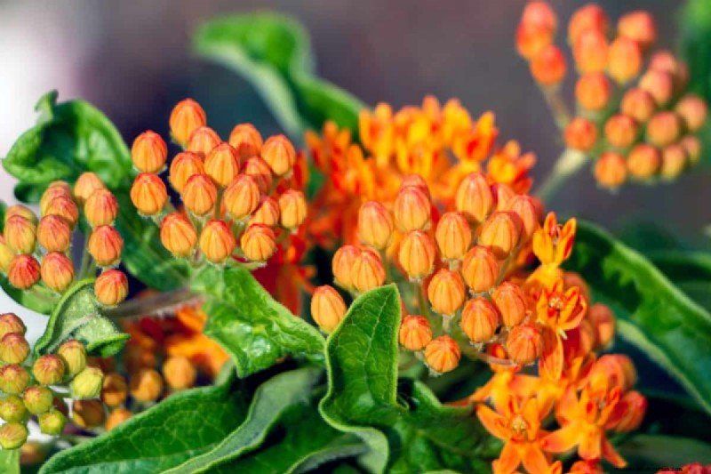 Top 15 Orange Flowers for 2025 Landscaping: Vibrant & Durable Options