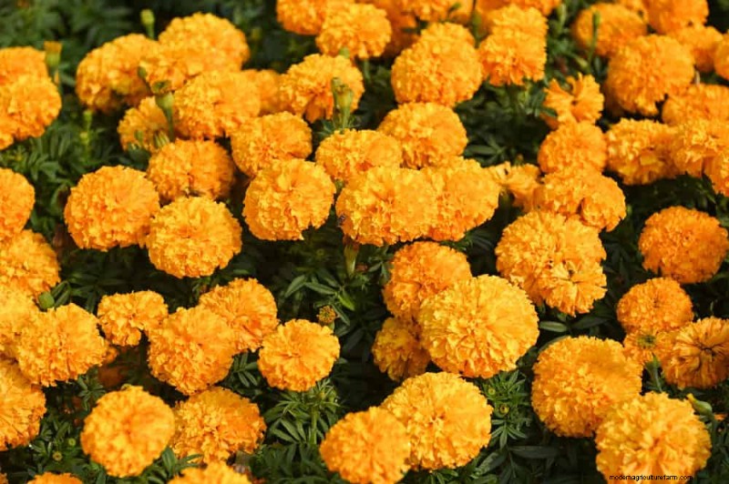 Top 15 Orange Flowers for 2025 Landscaping: Vibrant & Durable Options