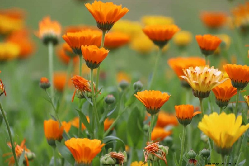 Top 15 Orange Flowers for 2025 Landscaping: Vibrant & Durable Options
