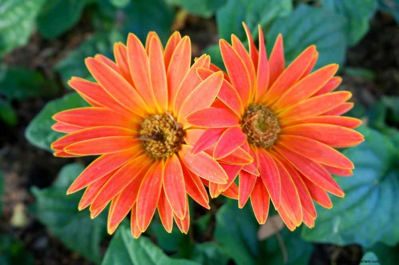 Top 15 Orange Flowers for 2025 Landscaping: Vibrant & Durable Options