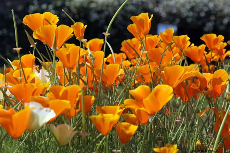 Top 15 Orange Flowers for 2025 Landscaping: Vibrant & Durable Options