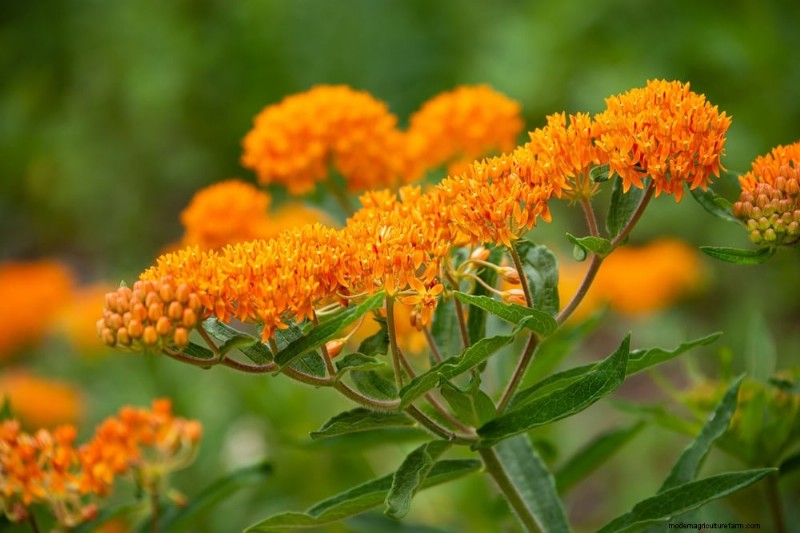 Top 15 Orange Flowers for 2025 Landscaping: Vibrant & Durable Options