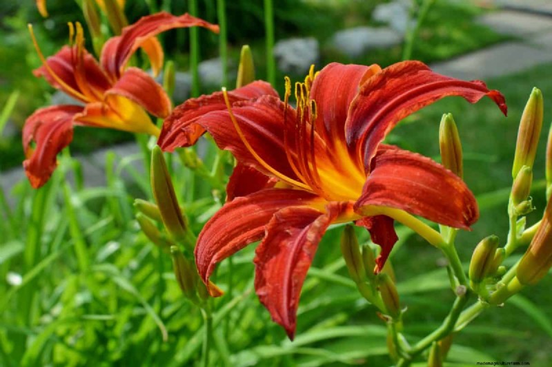 Top 15 Orange Flowers for 2025 Landscaping: Vibrant & Durable Options