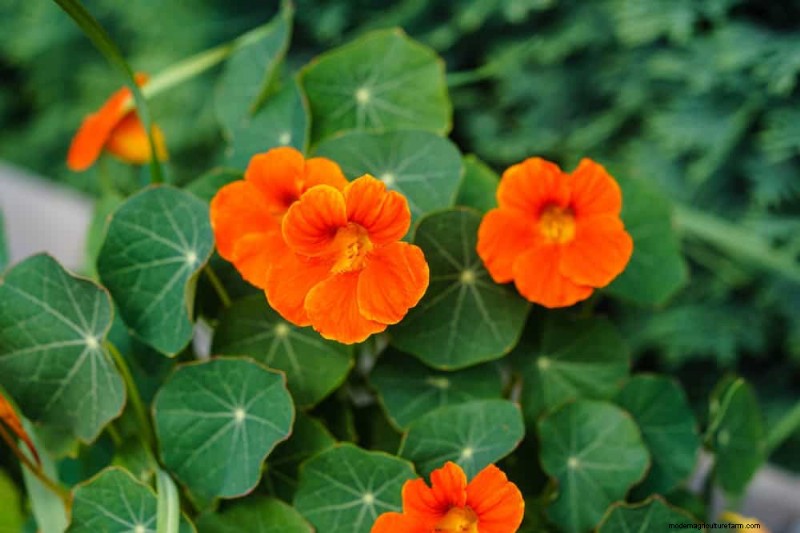 Top 15 Orange Flowers for 2025 Landscaping: Vibrant & Durable Options