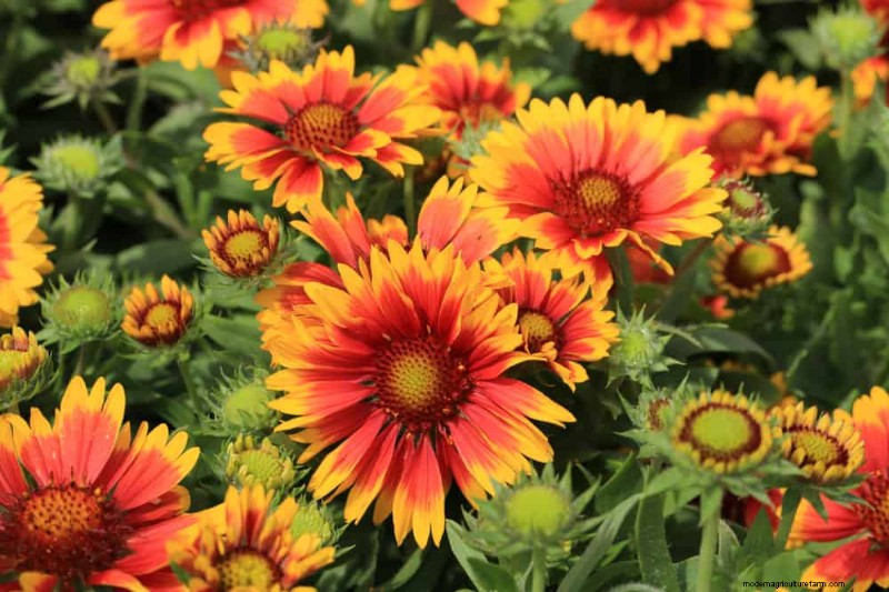 Top 15 Orange Flowers for 2025 Landscaping: Vibrant & Durable Options