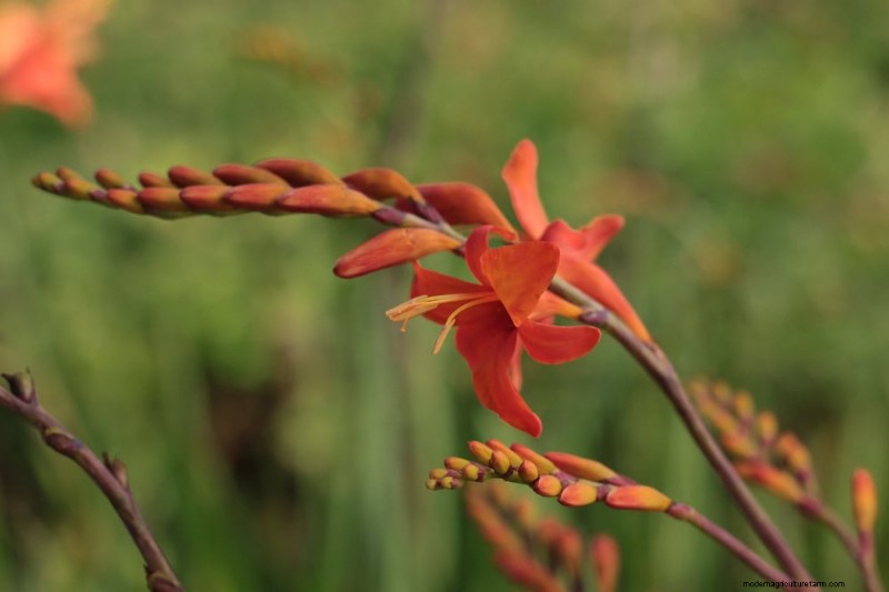 Top 15 Orange Flowers for 2025 Landscaping: Vibrant & Durable Options