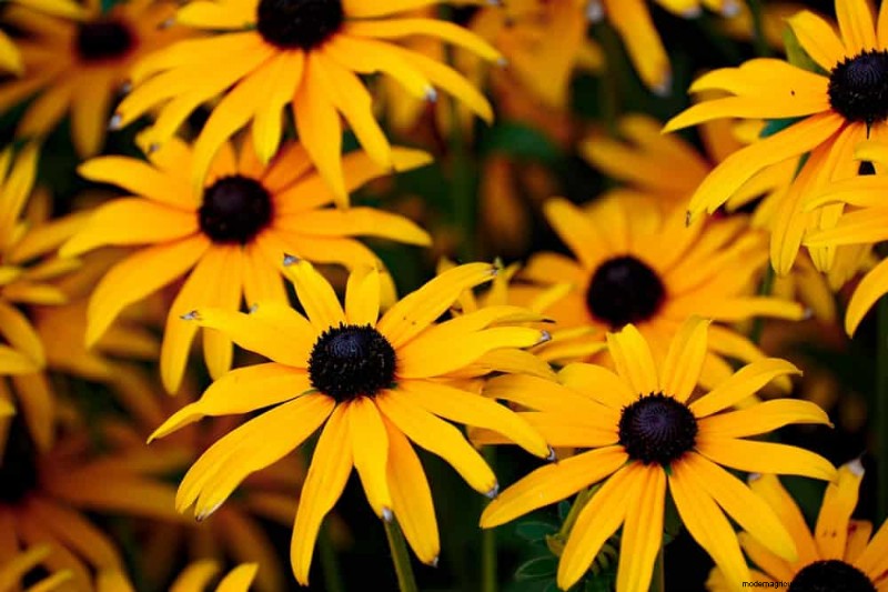 Top 15 Orange Flowers for 2025 Landscaping: Vibrant & Durable Options