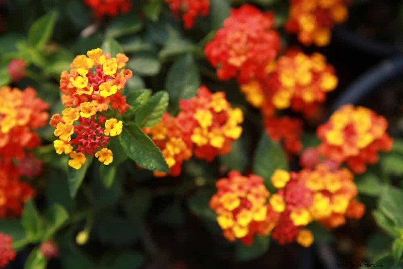 Top 15 Orange Flowers for 2025 Landscaping: Vibrant & Durable Options