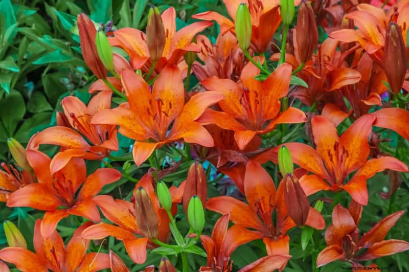 Top 15 Orange Flowers for 2025 Landscaping: Vibrant & Durable Options