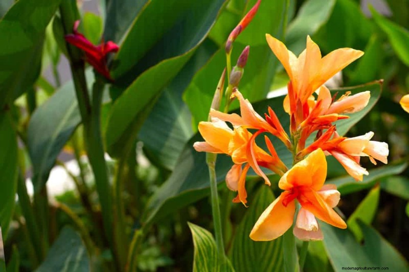 Top 15 Orange Flowers for 2025 Landscaping: Vibrant & Durable Options