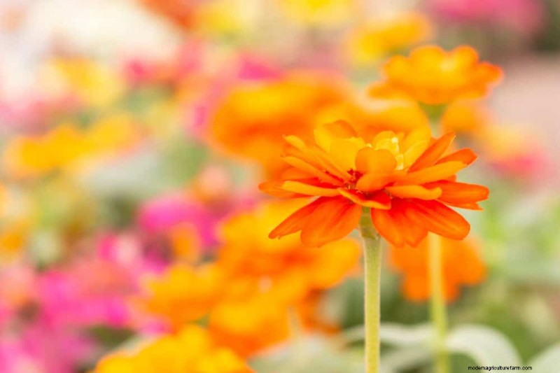 Top 15 Orange Flowers for 2025 Landscaping: Vibrant & Durable Options