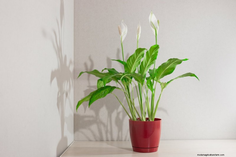 Repotting Peace Lilies: A Step-by-Step Guide for Healthy Growth