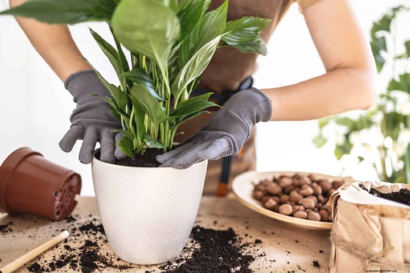 Repotting Peace Lilies: A Step-by-Step Guide for Healthy Growth