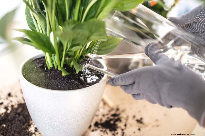 Repotting Peace Lilies: A Step-by-Step Guide for Healthy Growth