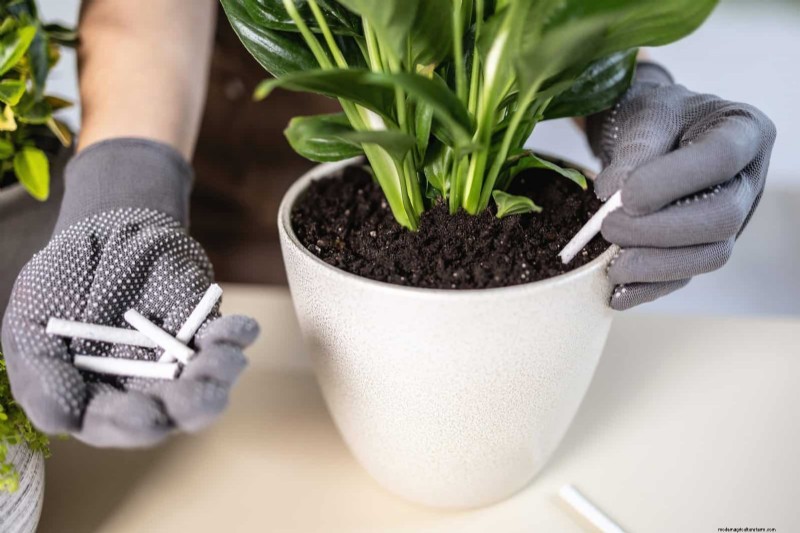Repotting Peace Lilies: A Step-by-Step Guide for Healthy Growth
