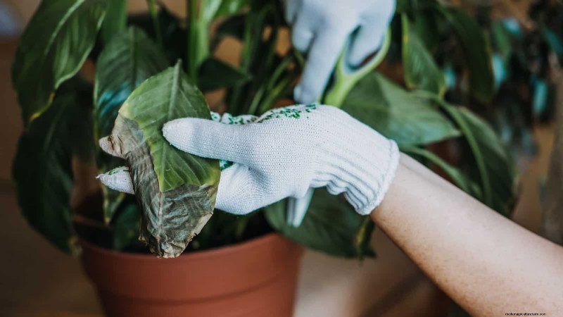 Repotting Peace Lilies: A Step-by-Step Guide for Healthy Growth
