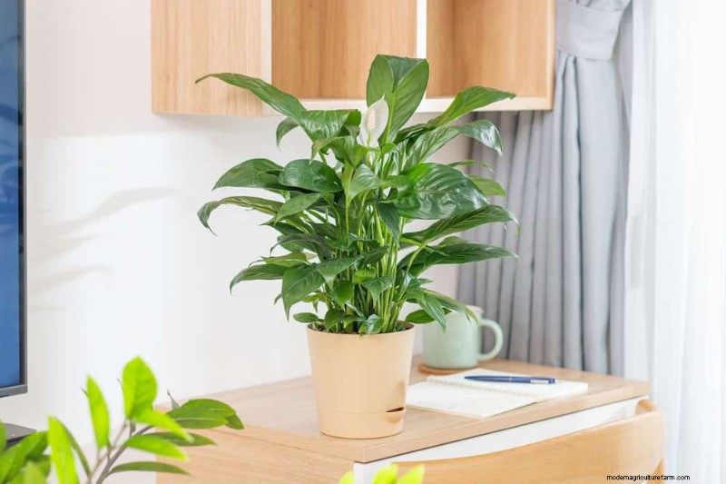 Repotting Peace Lilies: A Step-by-Step Guide for Healthy Growth