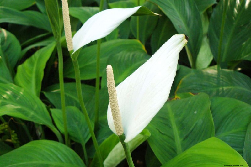 Peace Lily Care: 8 Tips for Consistent Blooms | [Your Brand Name]