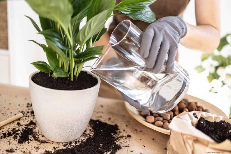 Peace Lily Care: 8 Tips for Consistent Blooms | [Your Brand Name]