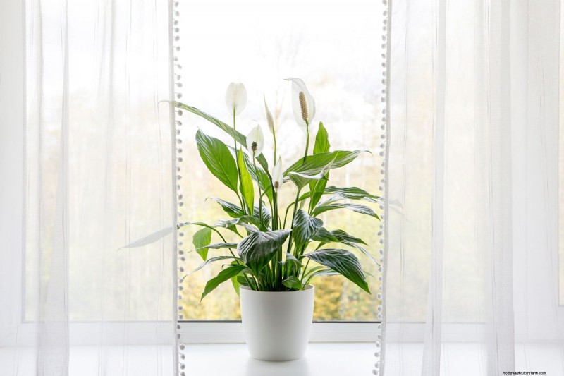 Peace Lily Care: 8 Tips for Consistent Blooms | [Your Brand Name]