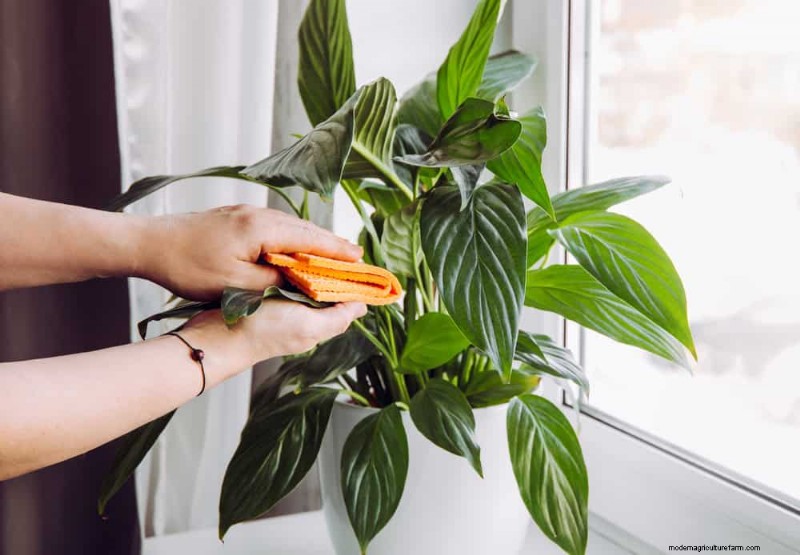 Peace Lily Care: 8 Tips for Consistent Blooms | [Your Brand Name]