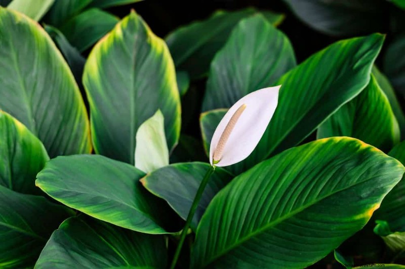 Peace Lily Care: 8 Tips for Consistent Blooms | [Your Brand Name]