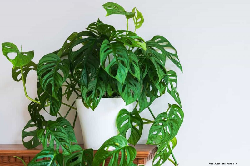 Monstera Pruning: Expert Tips for Healthy Growth & Shape