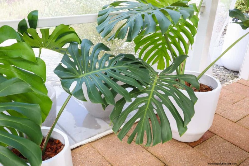Monstera Pruning: Expert Tips for Healthy Growth & Shape
