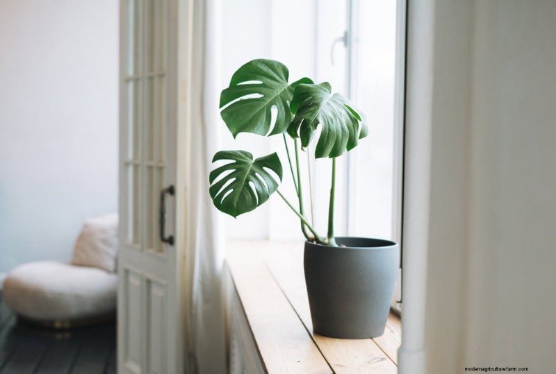 Monstera Pruning: Expert Tips for Healthy Growth & Shape