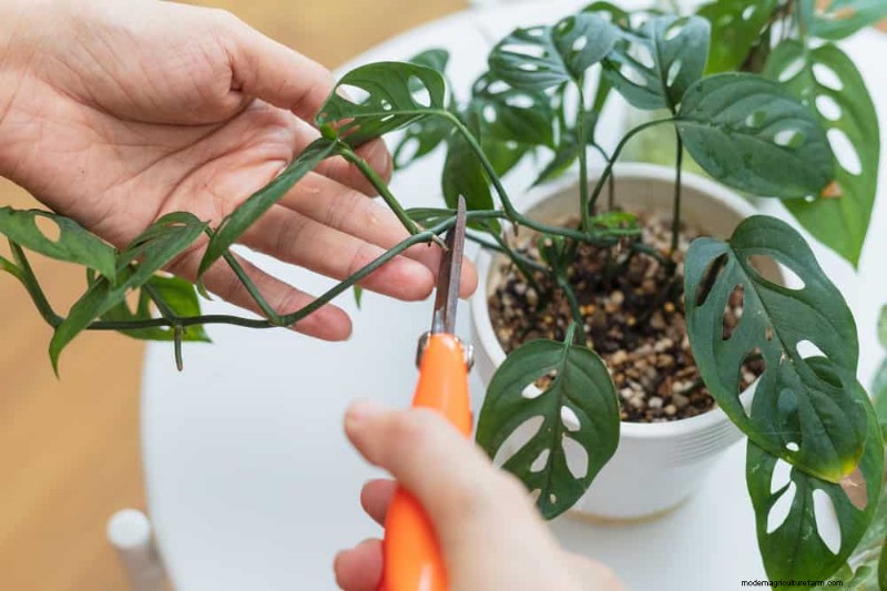 Monstera Pruning: Expert Tips for Healthy Growth & Shape