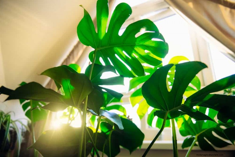 Monstera Pruning: Expert Tips for Healthy Growth & Shape