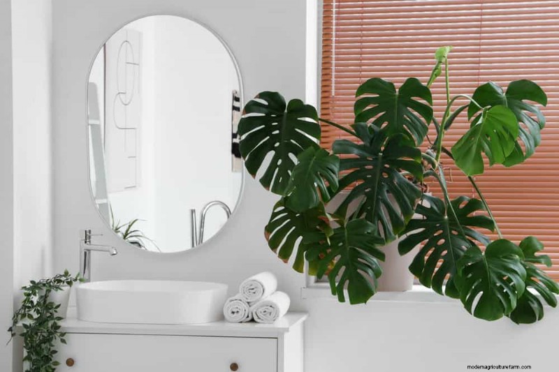 Monstera Pruning: Expert Tips for Healthy Growth & Shape