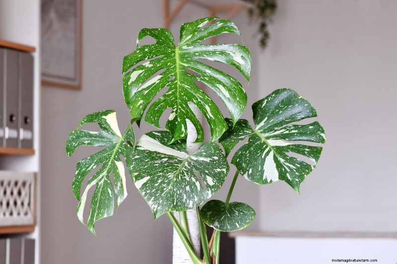 Monstera Pruning: Expert Tips for Healthy Growth & Shape