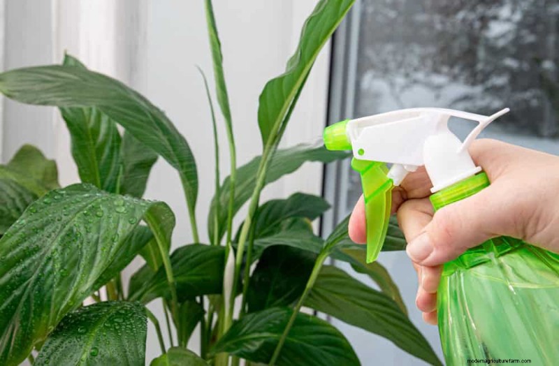 Boost Peace Lily Blooms: 10 Expert Tips for More Flowers