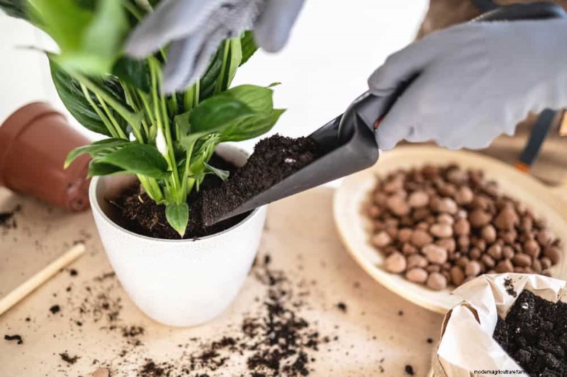 Boost Peace Lily Blooms: 10 Expert Tips for More Flowers