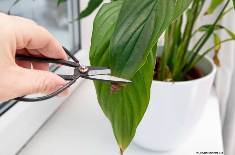 Boost Peace Lily Blooms: 10 Expert Tips for More Flowers