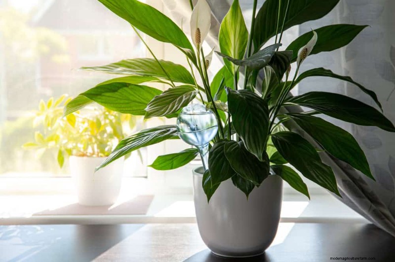 Boost Peace Lily Blooms: 10 Expert Tips for More Flowers