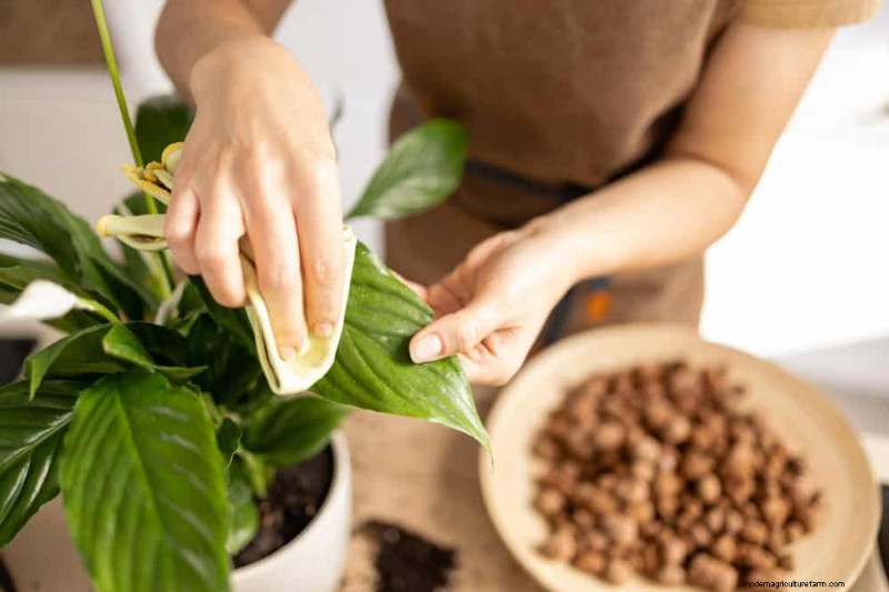 Boost Peace Lily Blooms: 10 Expert Tips for More Flowers