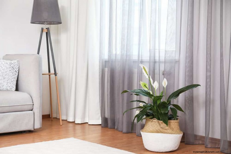Boost Peace Lily Blooms: 10 Expert Tips for More Flowers