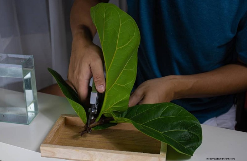 Fiddle Leaf Fig Pruning: 10 Expert Tips for Healthy Growth