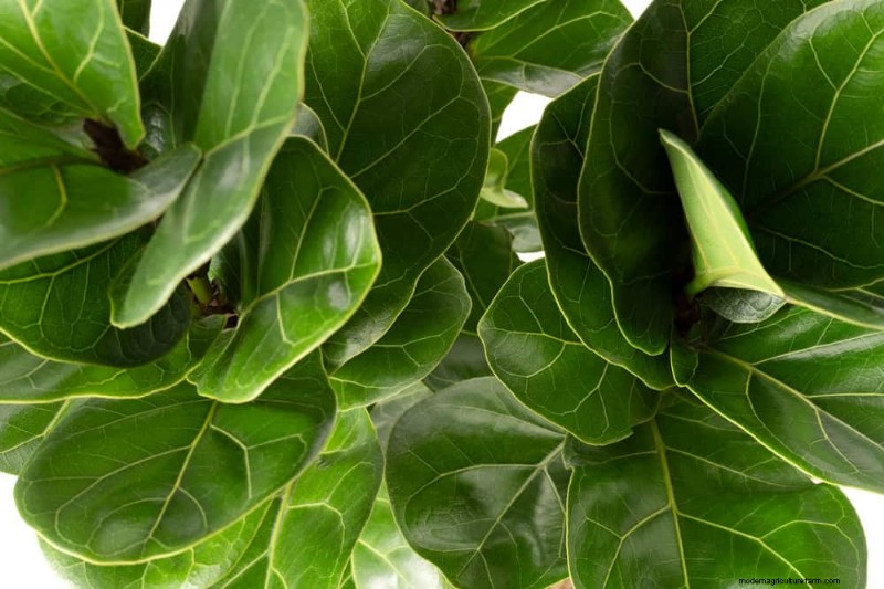 Fiddle Leaf Fig Pruning: 10 Expert Tips for Healthy Growth