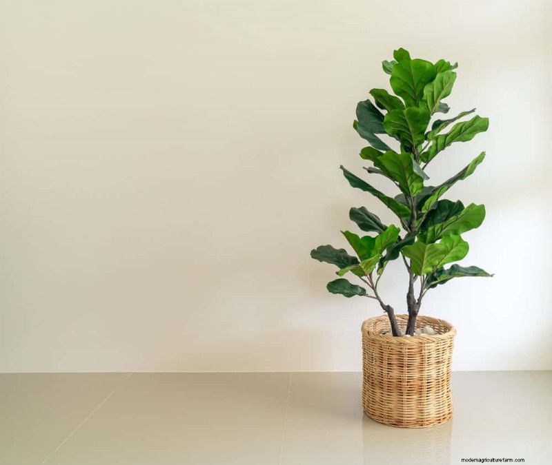 Fiddle Leaf Fig Pruning: 10 Expert Tips for Healthy Growth