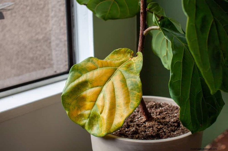 Fiddle Leaf Fig Pruning: 10 Expert Tips for Healthy Growth