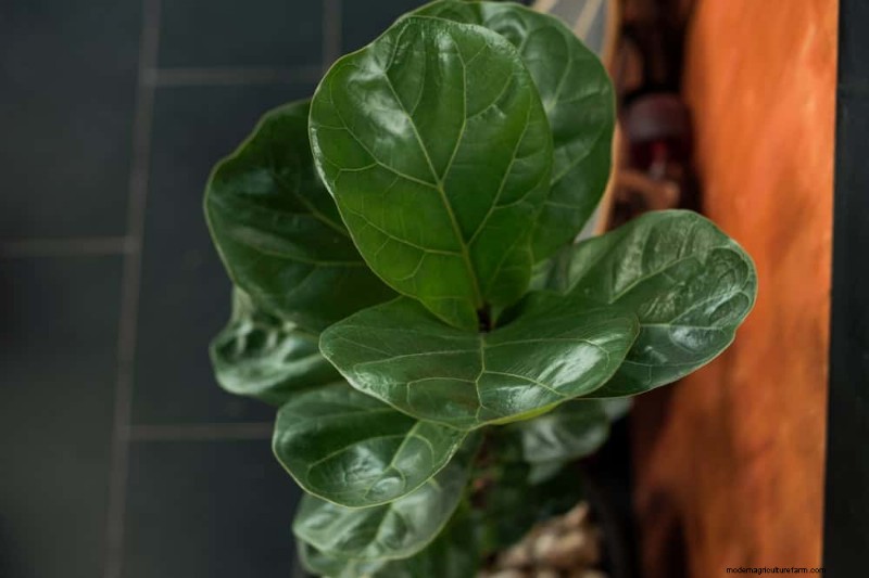 Fiddle Leaf Fig Pruning: 10 Expert Tips for Healthy Growth