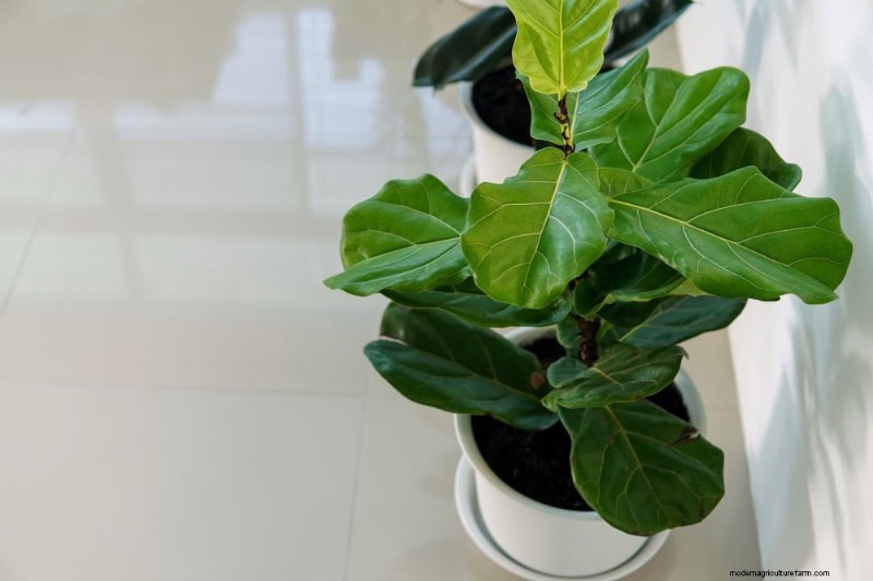 Fiddle Leaf Fig Pruning: 10 Expert Tips for Healthy Growth
