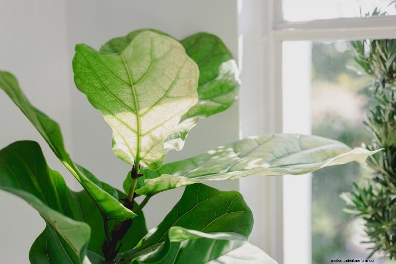 Fiddle Leaf Fig Pruning: 10 Expert Tips for Healthy Growth
