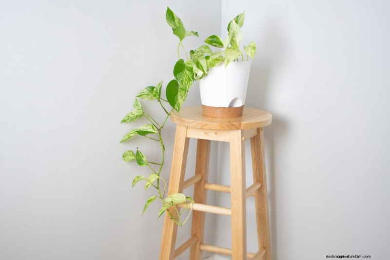 Pothos Training: 10 Easy Tips for Climbing & Trailing